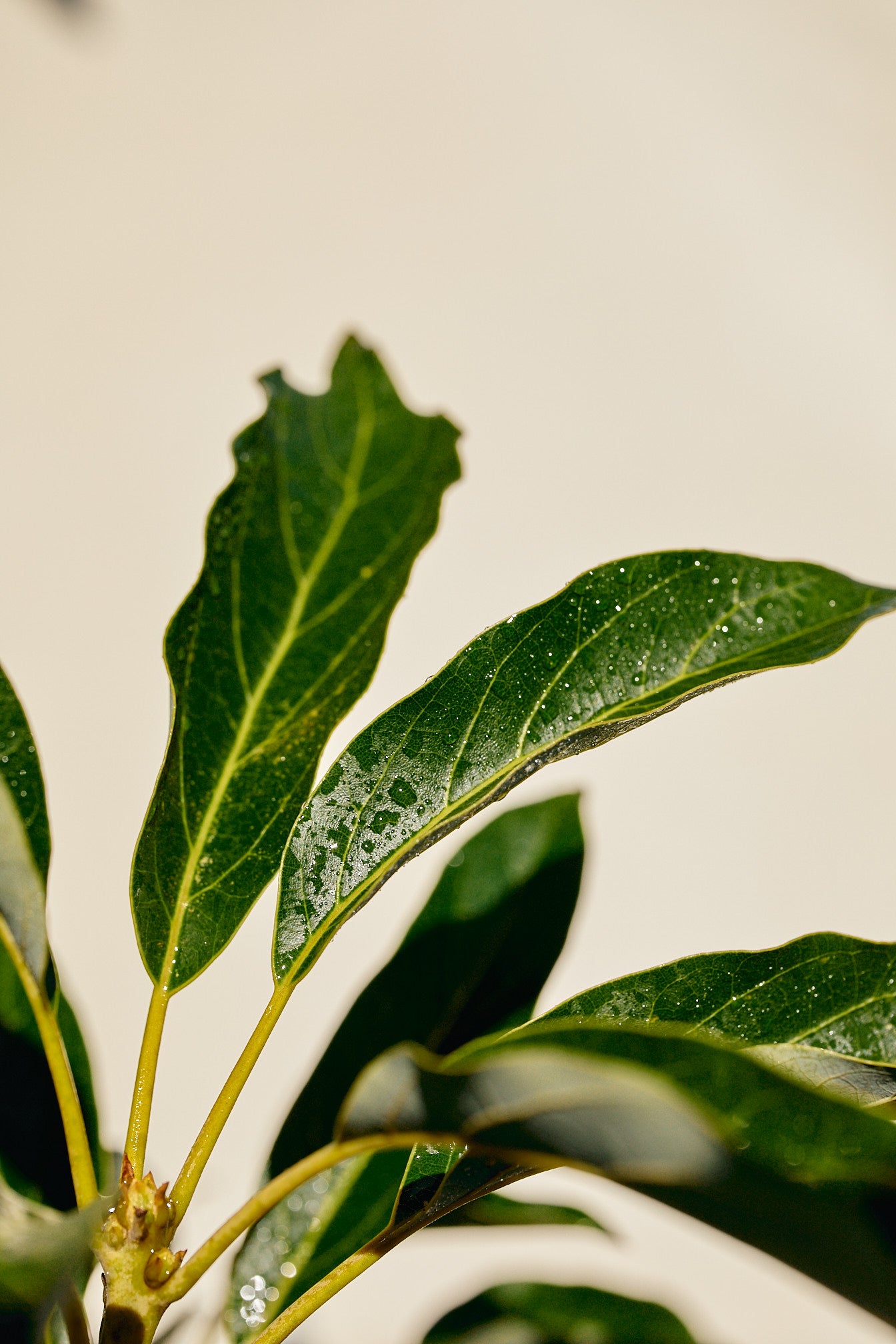 Hass Avocado Tree (Persea americana) 3–6 ft Los Angeles Delivery