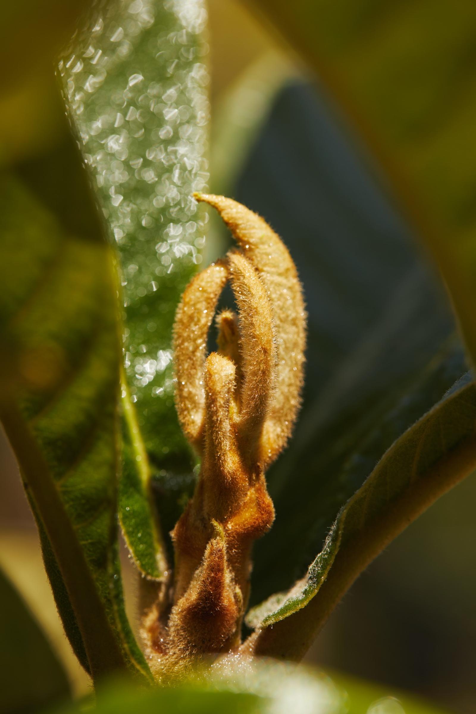 Loquat (Eriobotrya deflexa)