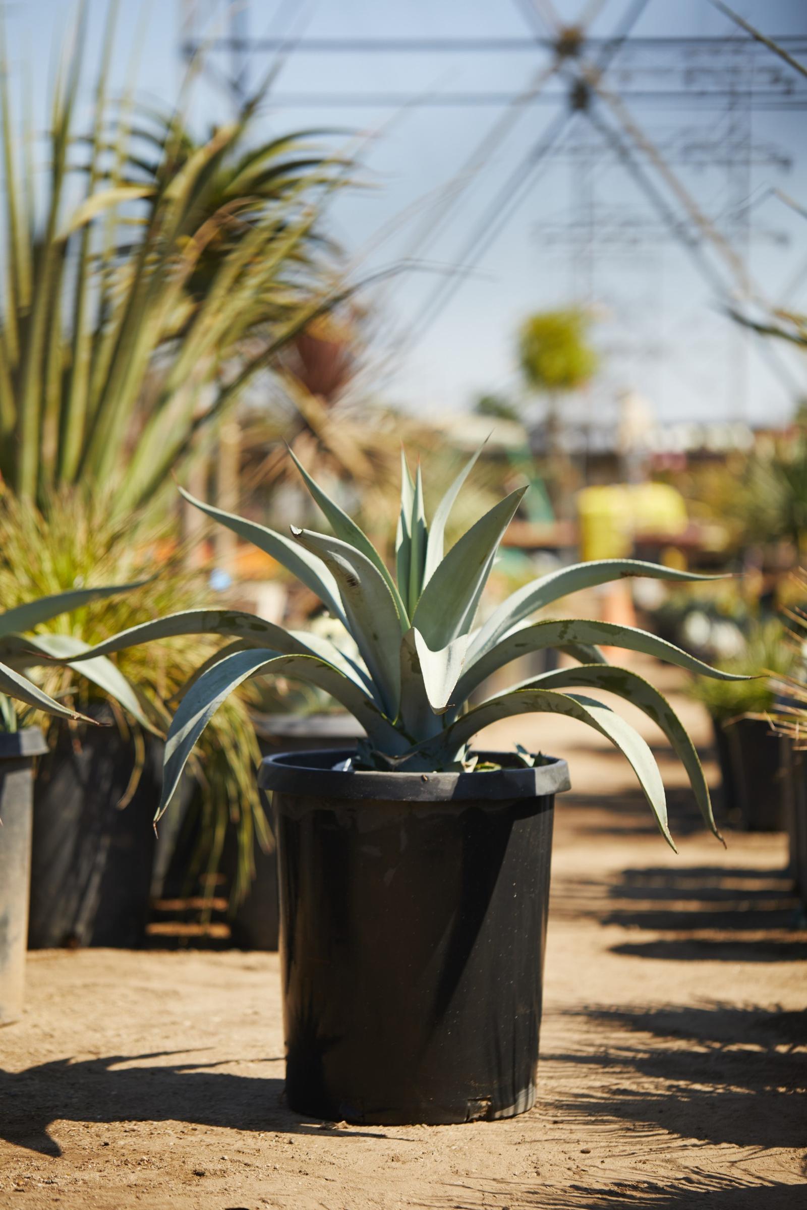Weber Agave (Agave weberii)