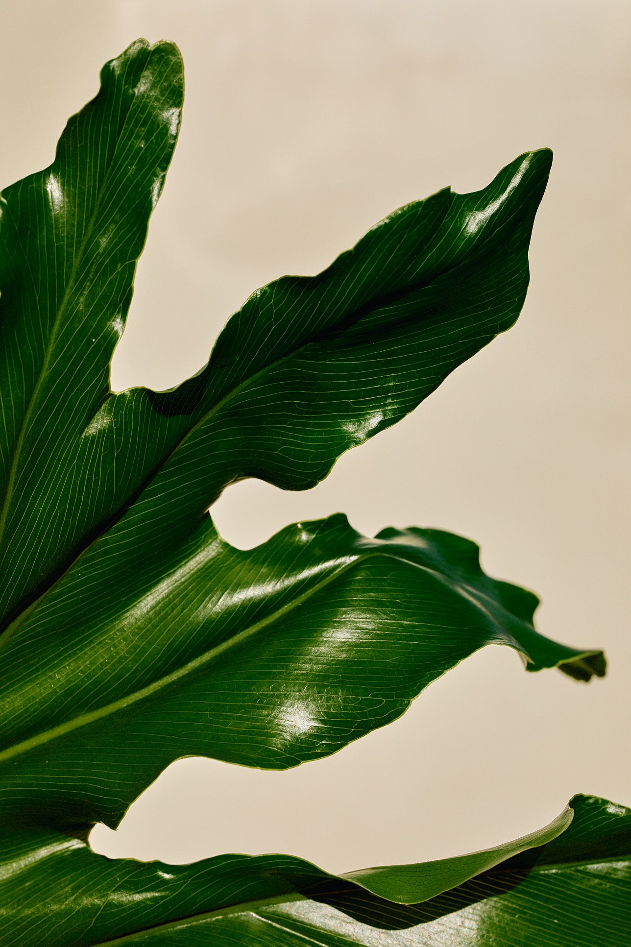 split leaf philodendron tauerii Split-Leaf Philodendron (Thaumatophyllum bipinnatifidum) – Los Angeles Delivery